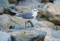 A grey and white seagull on the rock Royalty Free Stock Photo