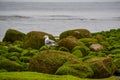 Seagull on the mossy rocks Royalty Free Stock Photo