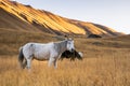 Grey / white semi feral horse grazing in the field at sunrise in the mountain