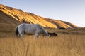 Grey / white semi feral horse grazing in the field at sunrise in the mountain