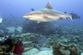 Grey white shark ready to attack a diver Royalty Free Stock Photo