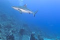 Grey white shark ready to attack a diver Royalty Free Stock Photo