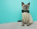 Grey and white siamese cat with blue eyes wearing a bow tie making funny face Royalty Free Stock Photo