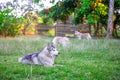 Grey-and-white siberian husky is lying in the park.