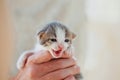 Grey and white small kitten meowing in human hand on white background Royalty Free Stock Photo