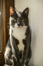 A young grey cat with white spots and yellow eyes is sitting on the windowsill by the closed window Royalty Free Stock Photo