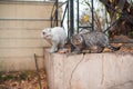 Grey and white stray cats eating food outdoors in park of Odessa Royalty Free Stock Photo