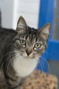 A grey and white tabby cat with large whiskers looking at the camera Royalty Free Stock Photo