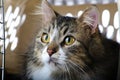 Grey and White Tabby Cat Laying in a Kennel