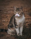 Grey and white tabby cat sitting on the ground looking with an attentive expression Royalty Free Stock Photo