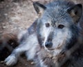 Grey and white wolf portrait closeup with golden eyes