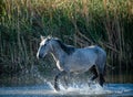 Grey wild horse splashing in the water