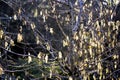 Grey willow catkins in springtime