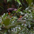 Grey winged black bird feeding