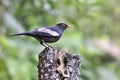 Grey-winged Blackbird stand on rot stump