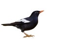 Grey-winged blackbird Turdus boulboul beautiful black bird with white feathers on wings and bright orange beaks isolated on