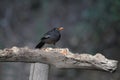 Grey-winged blackbird, Turdus boulboul, Sattal Uttarakhand