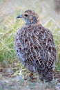 Grey Winged Francolin Royalty Free Stock Photo