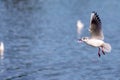 Grey-winged Gull in flight over a pond. small birds. sea birds.