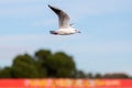 Grey-winged Gull in flight over a pond. small birds. sea birds.