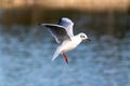 Grey-winged Gull in flight over a pond. small birds. sea birds.