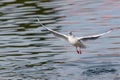 Grey-winged Gull in flight over a pond. small birds.