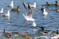 Grey-winged Gull in flight over a pond. small birds. sea birds.