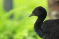 Grey-winged trumpeter