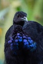 Grey-winged trumpeter Psophia crepitans