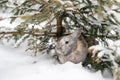 Grey winter bunny rabbit on the snow in forest. Royalty Free Stock Photo