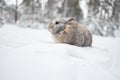 Grey winter bunny rabbit on the snow in forest. Royalty Free Stock Photo