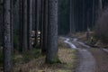 Grey winter forest path background