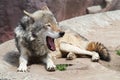 Grey wolf Royalty Free Stock Photo