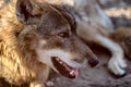 Grey Wolf Animal portrait in sunset light