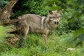 Grey wolf baring his teeth