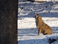 Grey Wolf ( Canis lupus )