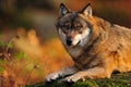 Grey wolf (Canis lupus) Royalty Free Stock Photo