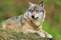 Grey Wolf (Canis lupus)