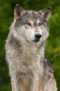 Grey Wolf Canis lupus Against Green Royalty Free Stock Photo