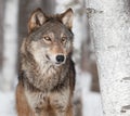 Grey Wolf (Canis lupus) By Birch Tree Royalty Free Stock Photo