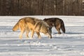 Grey Wolf (Canis lupus) and Black-Phase Wolf Sniff Snow Side by Side Winter