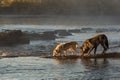 Grey Wolf Canis lupus and Black Phase Wolf Walk Across Misty Autumn River