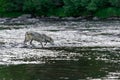 Grey Wolf Canis lupus Cautiously Crosses River Summer