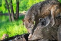 Grey Wolf Canis lupus Cautiously Steps Down Rocks Summer