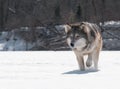 Grey Wolf (Canis lupus) Close Up Stalk