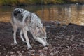 Grey Wolf (Canis lupus) Deep Sniff Royalty Free Stock Photo