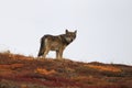 Grey Wolf (Canis lupus) , Denali National Park, Alaska,USA