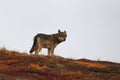 Grey Wolf (Canis lupus) , Denali National Park, Alaska,USA