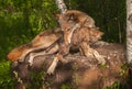 Grey Wolf Canis lupus Holds Pup