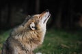 Grey wolf (Canis lupus) howling Royalty Free Stock Photo